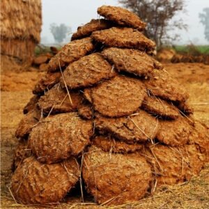 Cow Dung